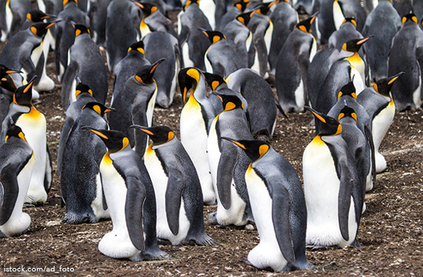  フォークランド諸島のペンギン