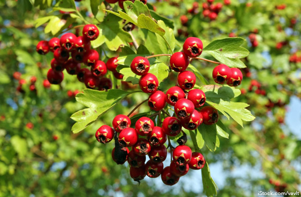 Hawthorn Berry