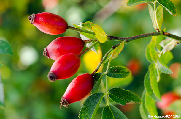 Rosehip