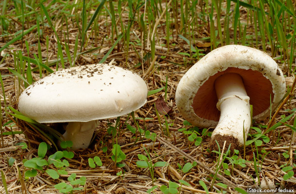 Field Mushroom