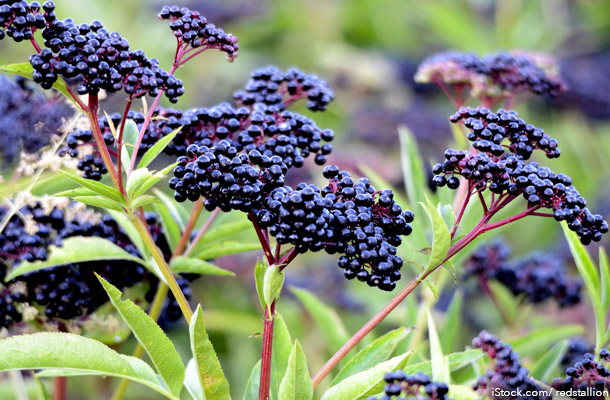 Elderberry