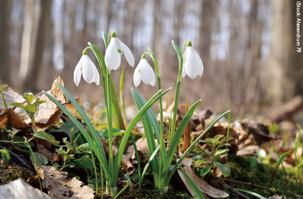 Snowdrops