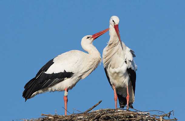 ドイツで始めるバードウォッチング - 会いたい野鳥を探しに出かけよう! -