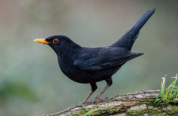 ドイツで始めるバードウォッチング - 会いたい野鳥を探しに出かけよう! -