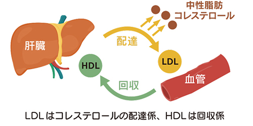 LDLはコレステロールの配達係、HDLは回収係