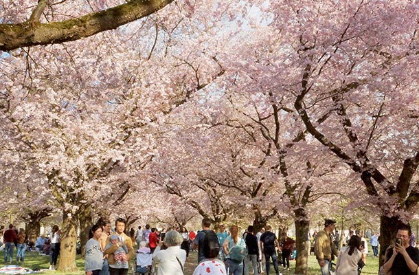 美しい桜の庭園エリア