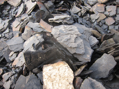 発掘場内のオイルシェールには、今も多くの化石が残っています