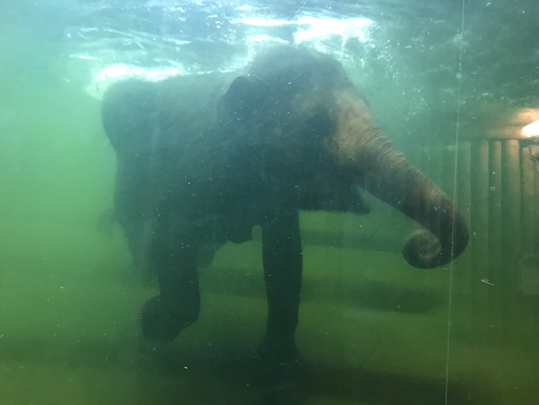 ガラス越しに見るゾウの水浴びは迫力満点！