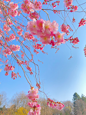 真っ青な空と美しい桜