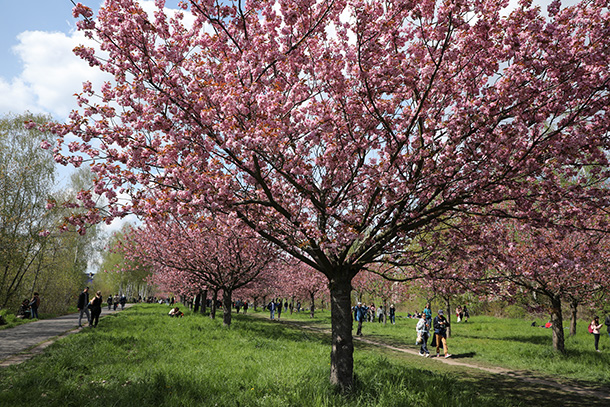 開花を迎えたテルトウの桜並木（2021年5月撮影）