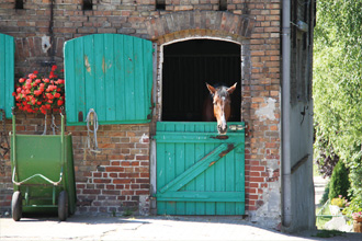 エメラルドグリーンのドアの小屋からこちらを見ている馬