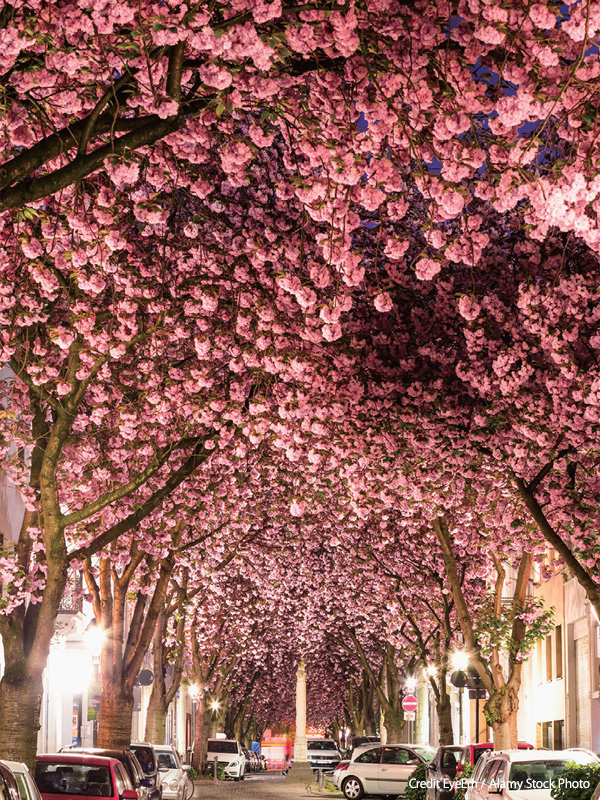 へーア通りの桜並木