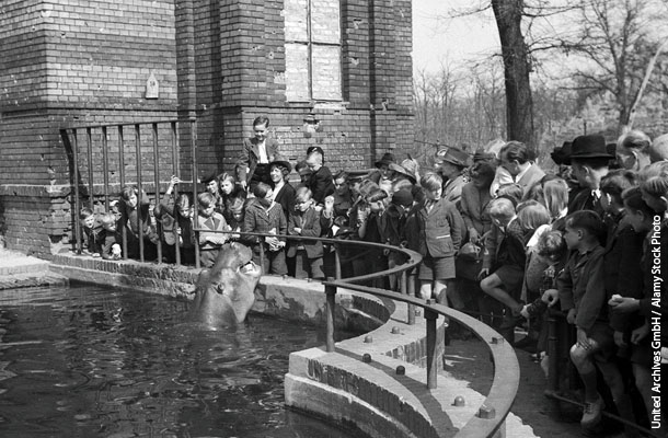 戦争を生き延びたベルリン動物園のカバのクナウチュケは、復興のシンボルとなった（1947年撮影）