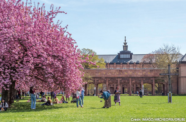テグラッシィ博物館の桜