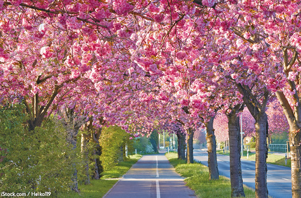 ホルツ通りの桜