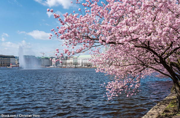 アルスター湖周辺の桜