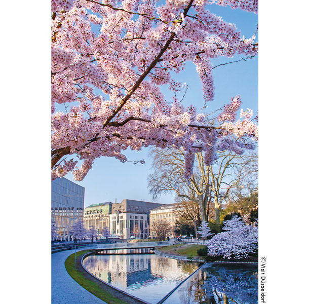ホーフガルテンの桜並木