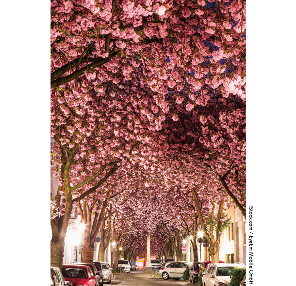 ホーフガルテンの桜並木