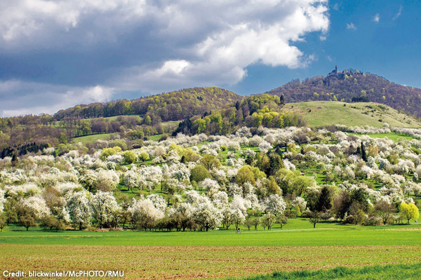 テック城砦の麓の桜